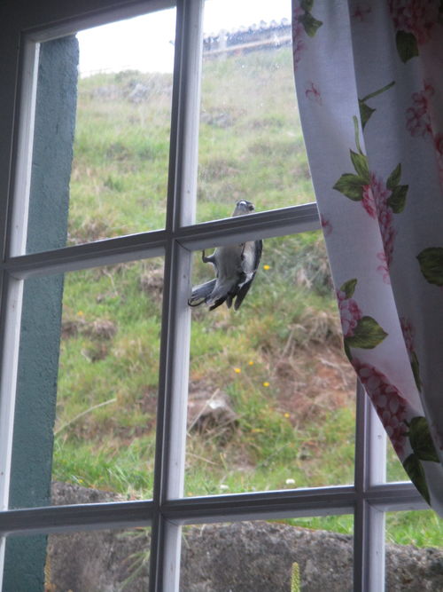 Pássaro golpeando en el cristal de una ventana tradicional de madera