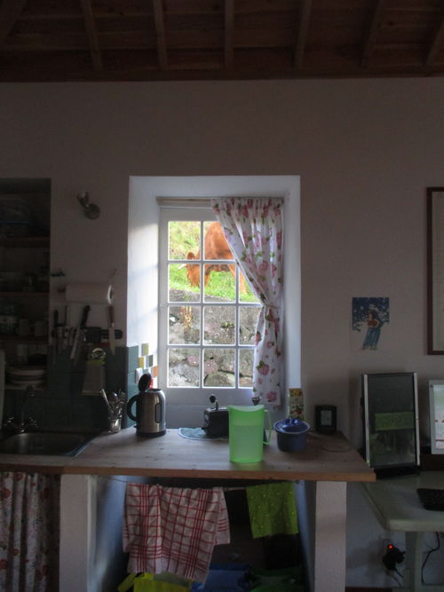 vaca vista a través da janela de una cozinha